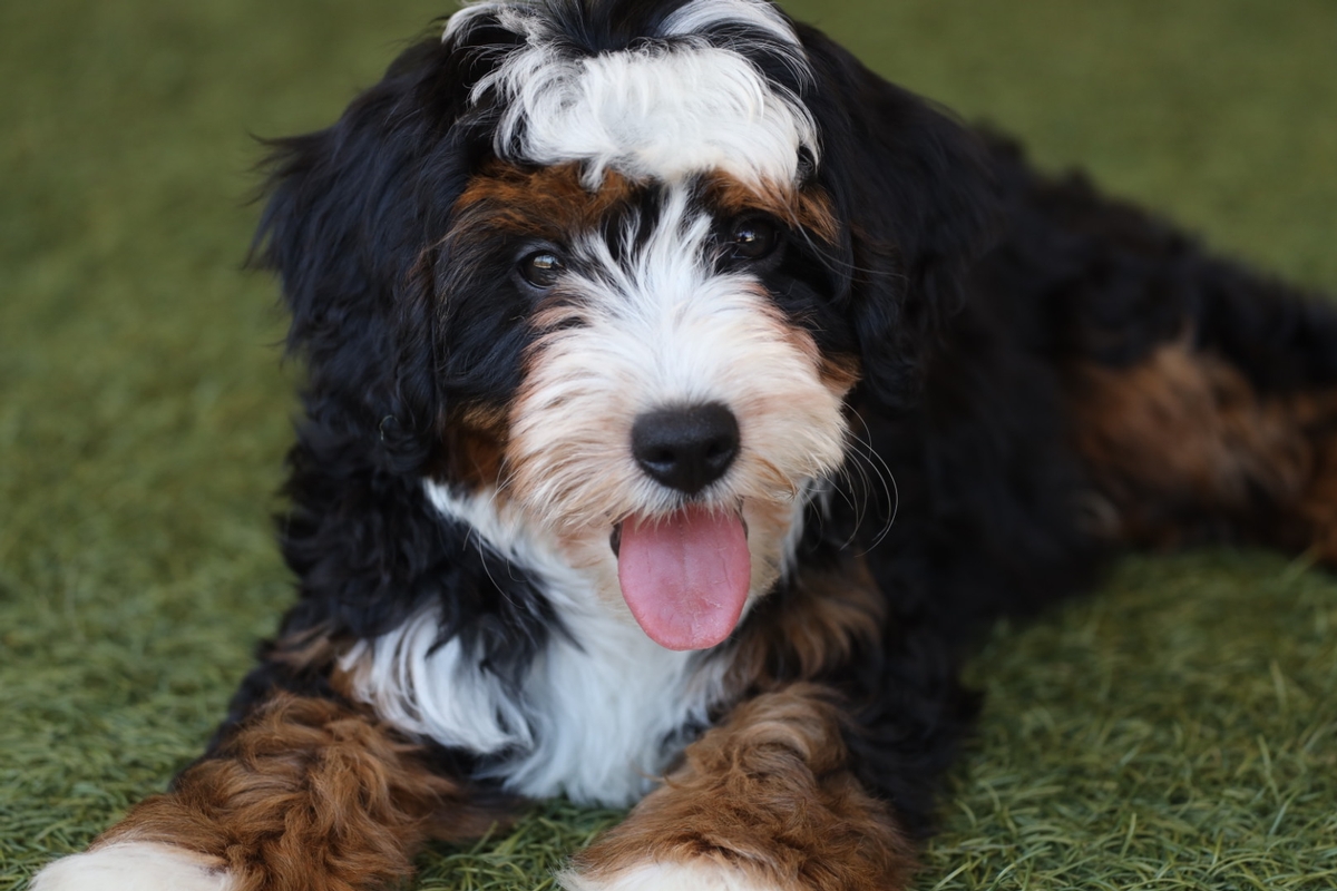 Our Puppies